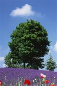 白陌苏婉江洛菡